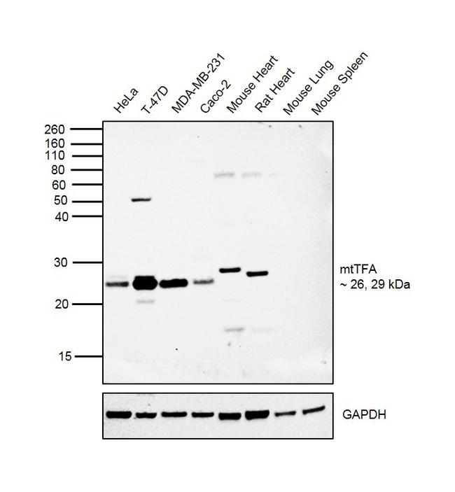 TFAM Antibody in Western Blot (WB)