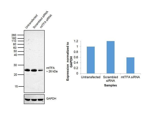 TFAM Antibody in Western Blot (WB)