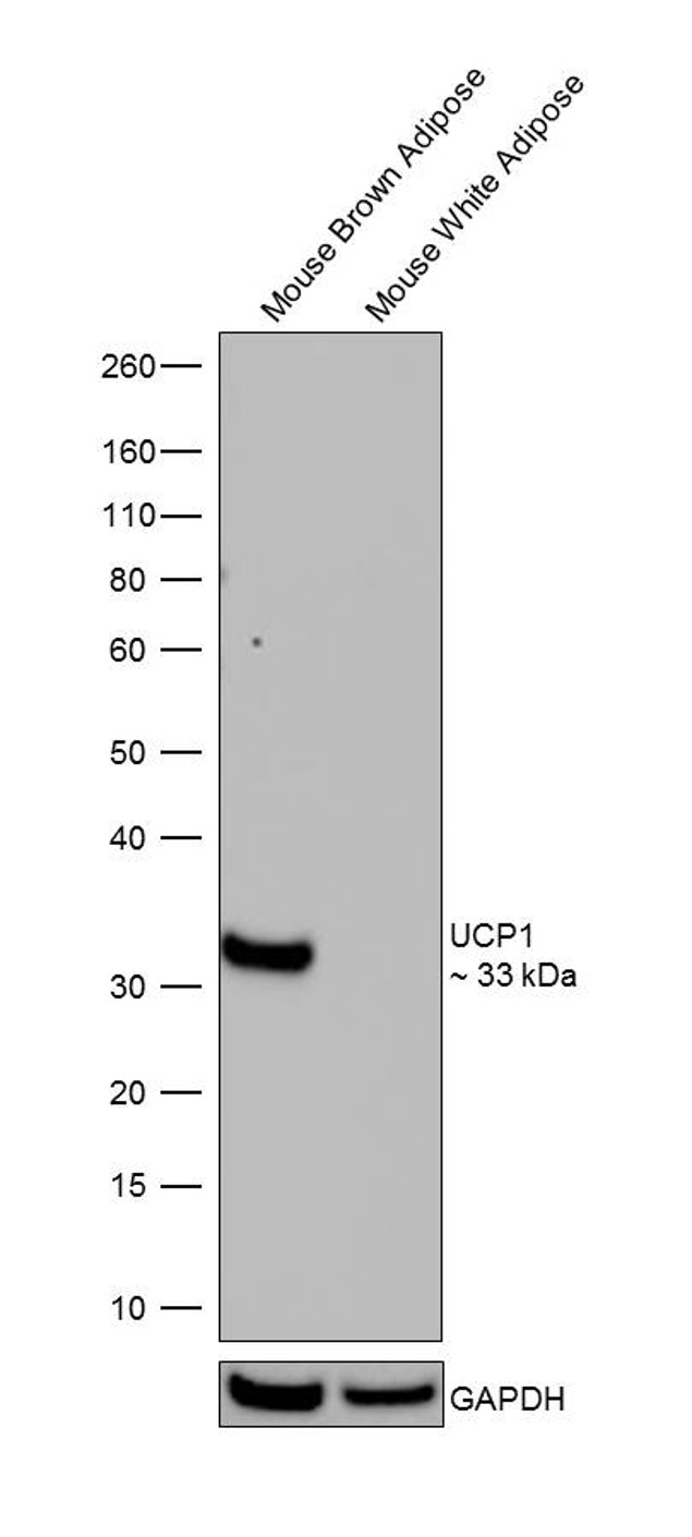 UCP1 Antibody