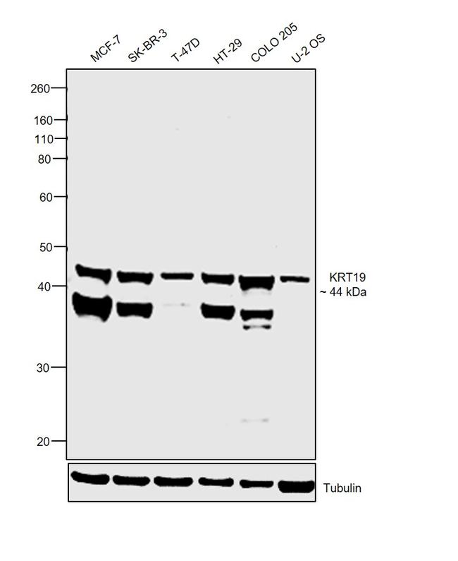 Cytokeratin 19 Antibody in Western Blot (WB)