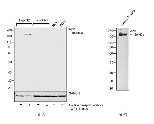 A2M Antibody in Western Blot (WB)