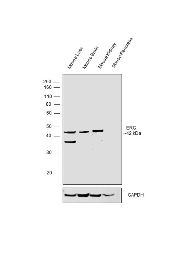 ERG Antibody