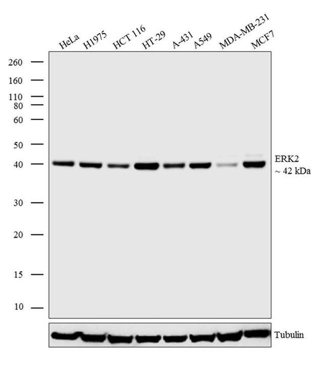 ERK2 Antibody in Western Blot (WB)