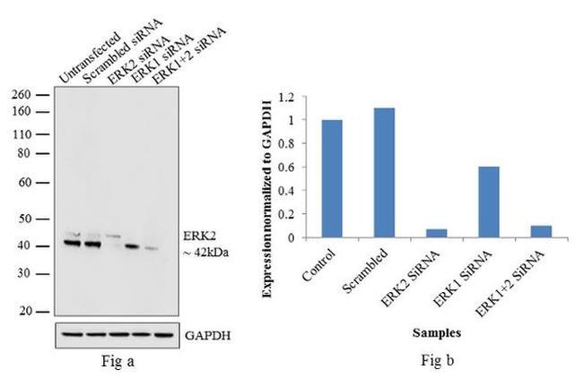 ERK2 Antibody in Western Blot (WB)