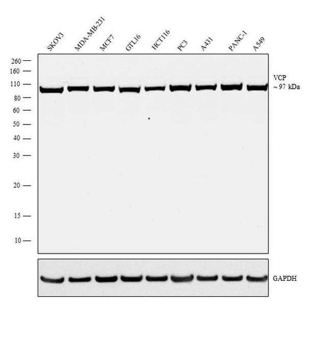 VCP Antibody in Western Blot (WB)