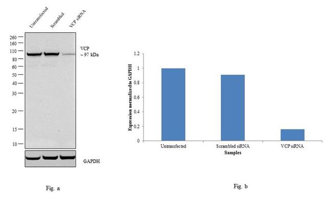 VCP Antibody in Western Blot (WB)