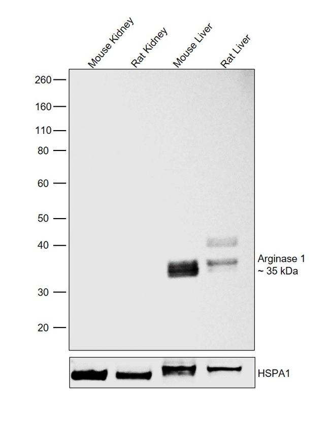 Arginase 1 Antibody in Western Blot (WB)