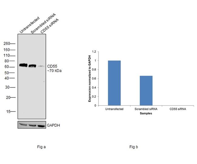 CD55 Antibody in Western Blot (WB)