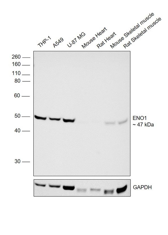 ENO1 Antibody in Western Blot (WB)