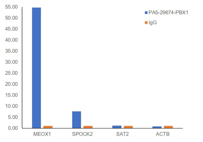 PBX1 Antibody in ChIP Assay (ChIP)