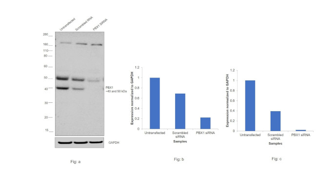 PBX1 Antibody