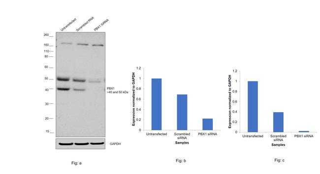 PBX1 Antibody in Western Blot (WB)