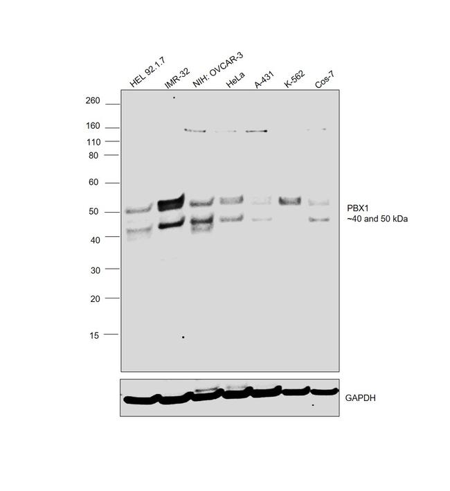 PBX1 Antibody in Western Blot (WB)