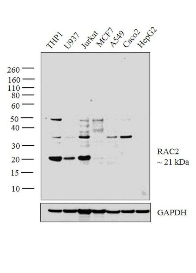 RAC2 Antibody