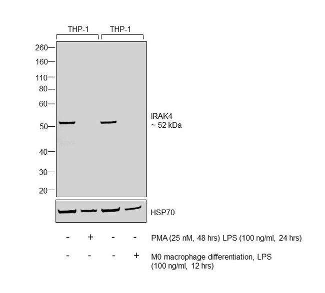 IRAK4 Antibody