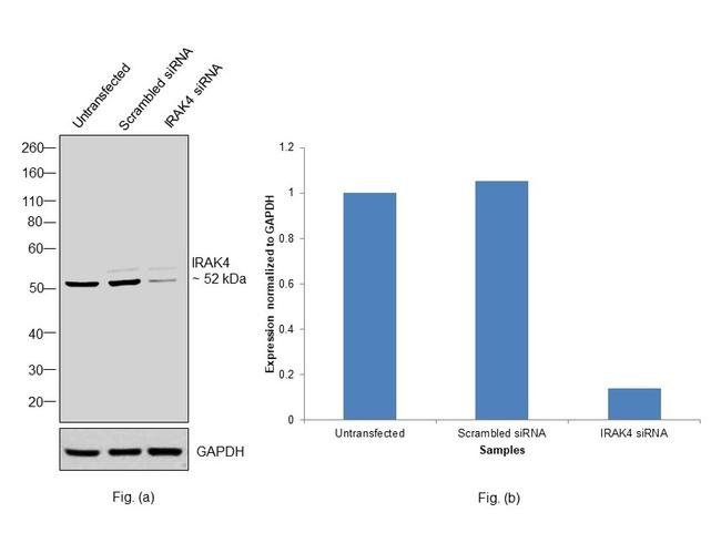 IRAK4 Antibody in Western Blot (WB)