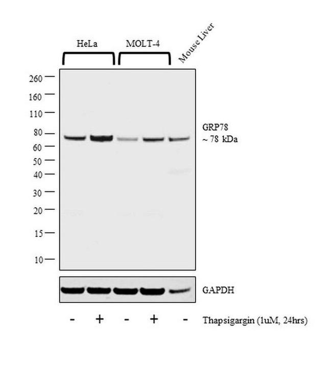 GRP78 Antibody