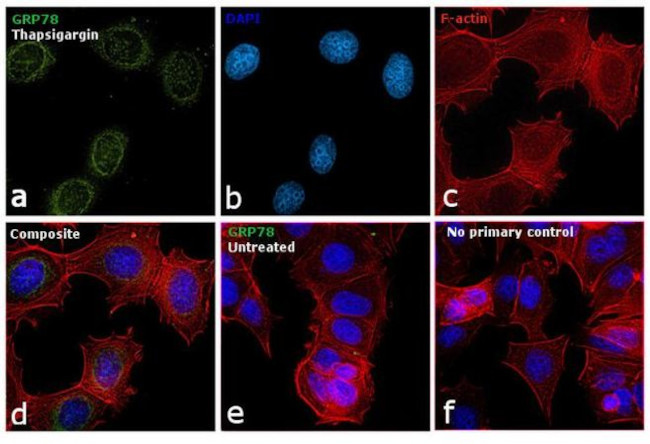 GRP78 Antibody in Immunocytochemistry (ICC/IF)