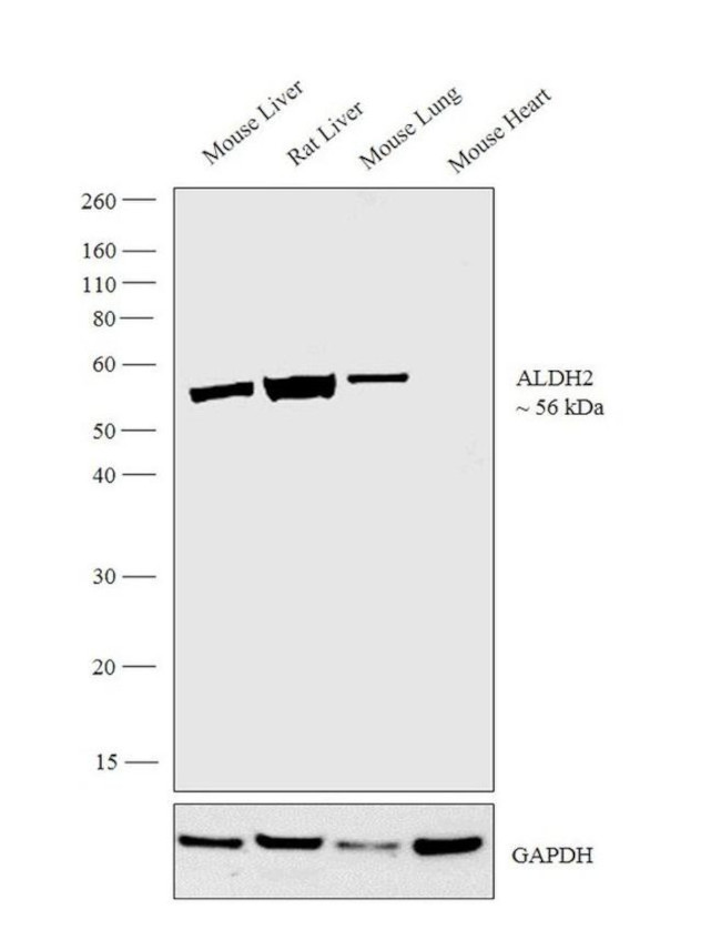 ALDH2 Antibody