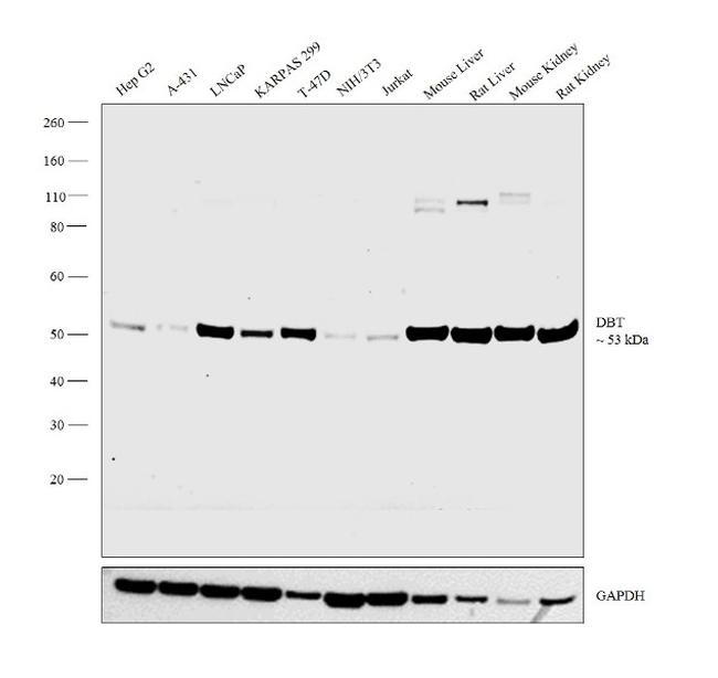 DBT Antibody in Western Blot (WB)