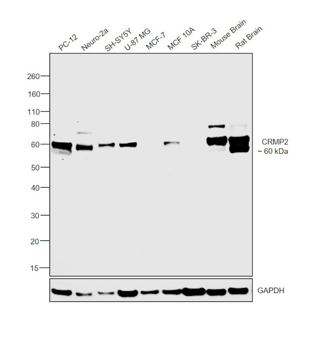 CRMP2 Antibody