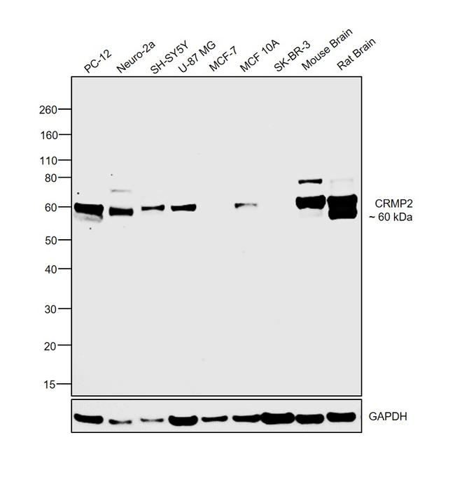 CRMP2 Antibody in Western Blot (WB)