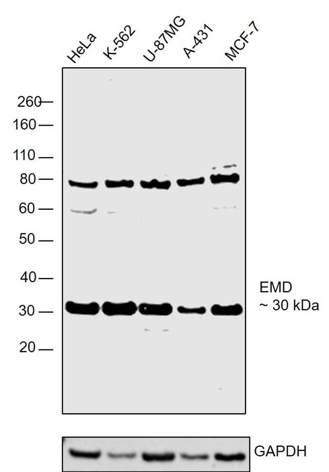 Emerin Antibody in Western Blot (WB)