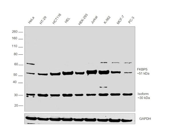 FKBP5 Antibody in Western Blot (WB)