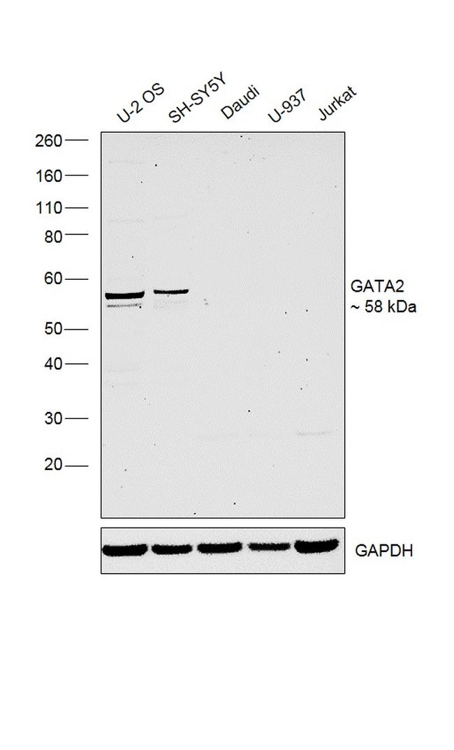 GATA2 Antibody in Western Blot (WB)