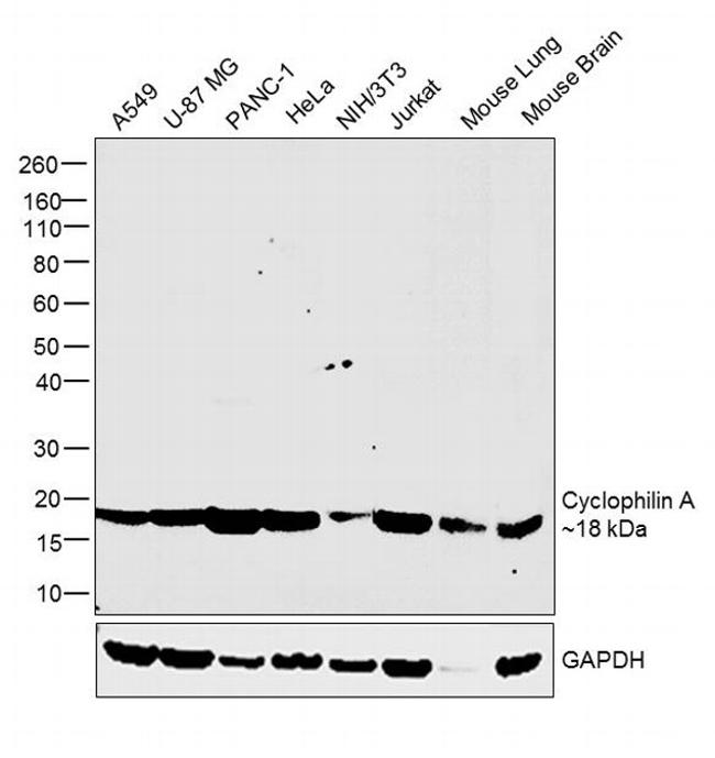 Cyclophilin A Antibody in Western Blot (WB)