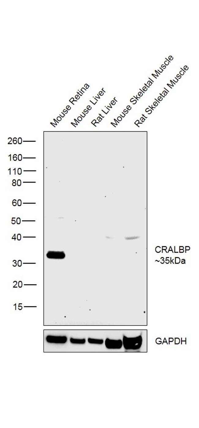 CRALBP Antibody in Western Blot (WB)