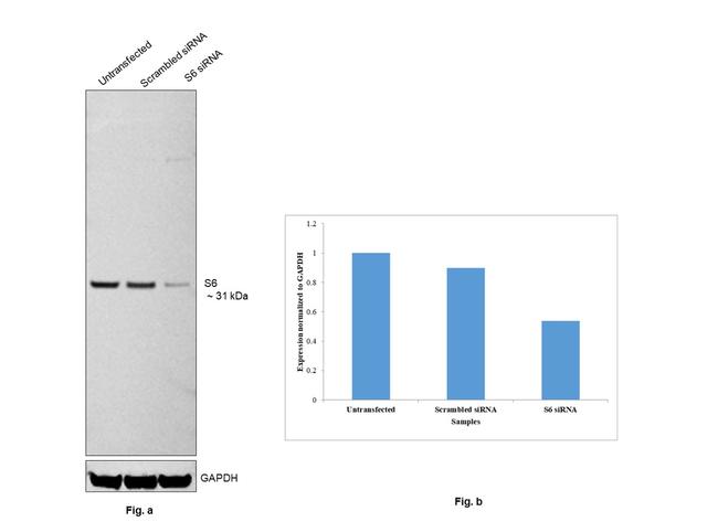 S6 Antibody in Western Blot (WB)