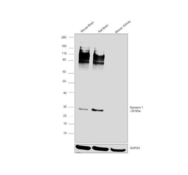 Syntaxin 1 Antibody