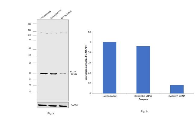 Syntaxin 1 Antibody in Western Blot (WB)