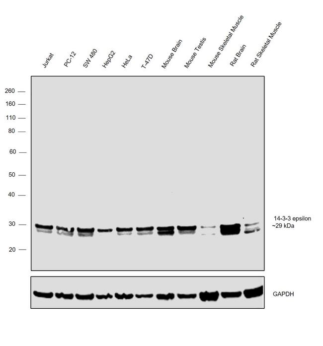 14-3-3 epsilon Antibody in Western Blot (WB)