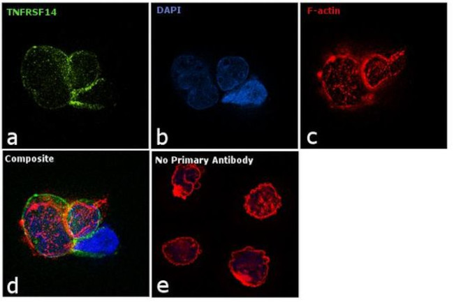 TNFRSF14 Antibody in Immunocytochemistry (ICC/IF)