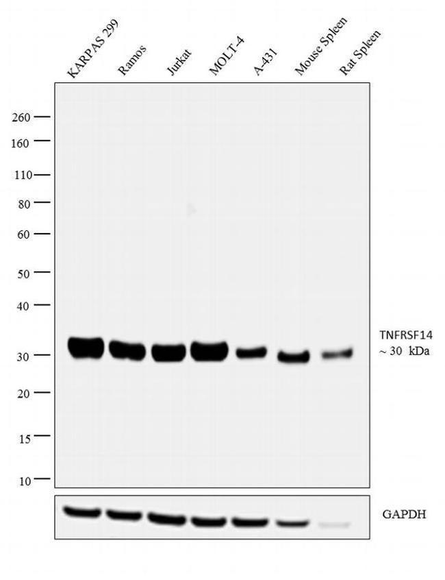 TNFRSF14 Antibody in Western Blot (WB)