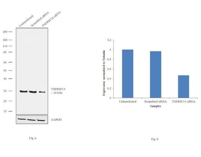 TNFRSF14 Antibody in Western Blot (WB)