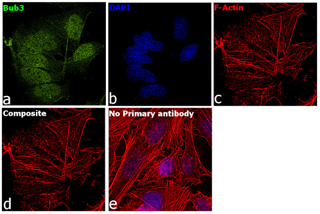 Bub3 Antibody in Immunocytochemistry (ICC/IF)