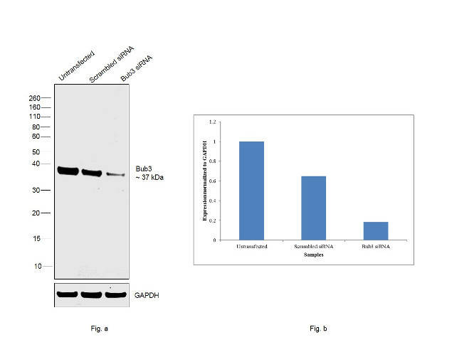 Bub3 Antibody