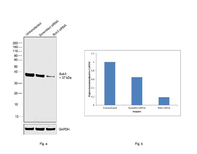 Bub3 Antibody in Western Blot (WB)