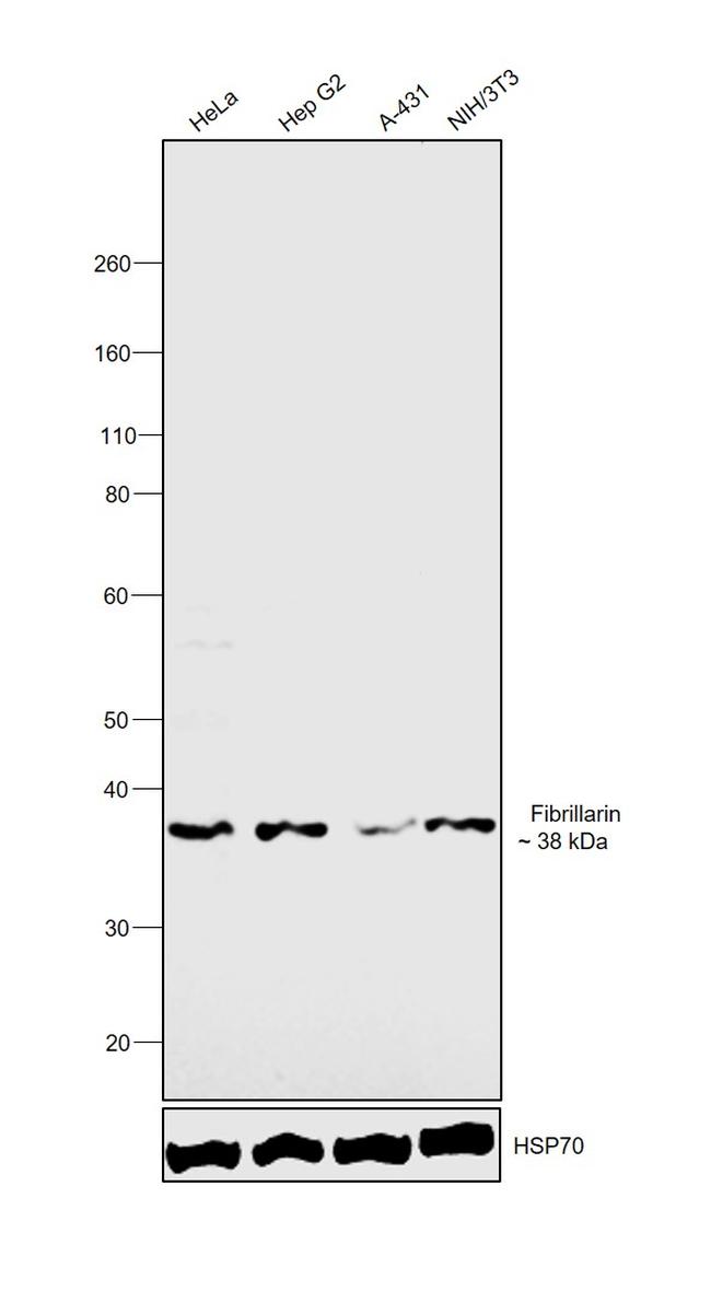 Fibrillarin Antibody in Western Blot (WB)