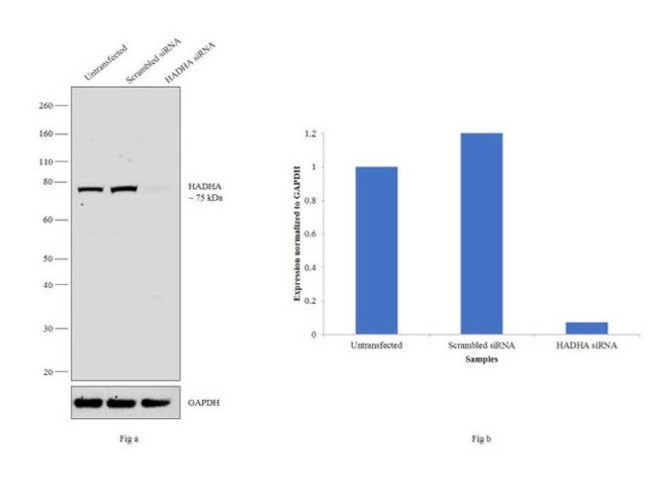 HADHA Antibody