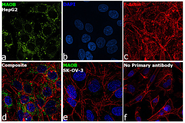 Monoamine Oxidase B Antibody