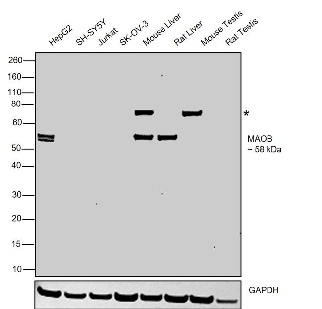 Monoamine Oxidase B Antibody in Western Blot (WB)