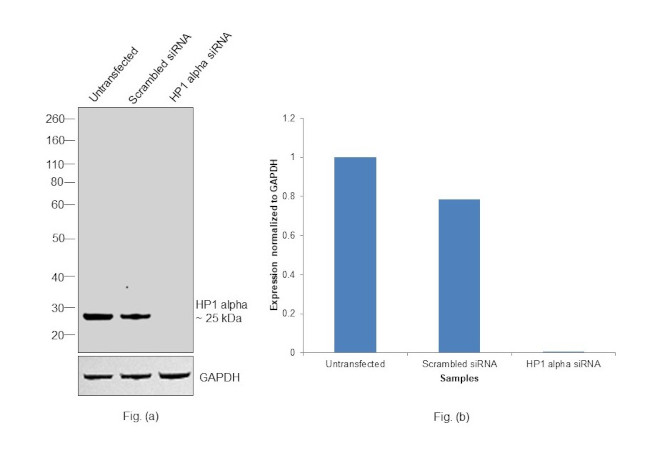 HP1 alpha Antibody