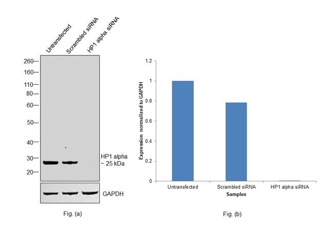 HP1 alpha Antibody in Western Blot (WB)