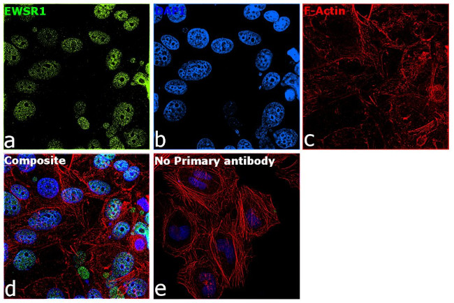 EWSR1 Antibody in Immunocytochemistry (ICC/IF)