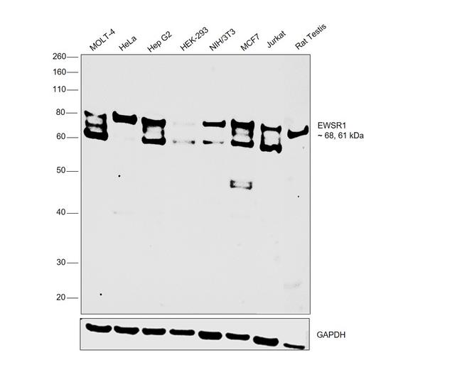 EWSR1 Antibody in Western Blot (WB)