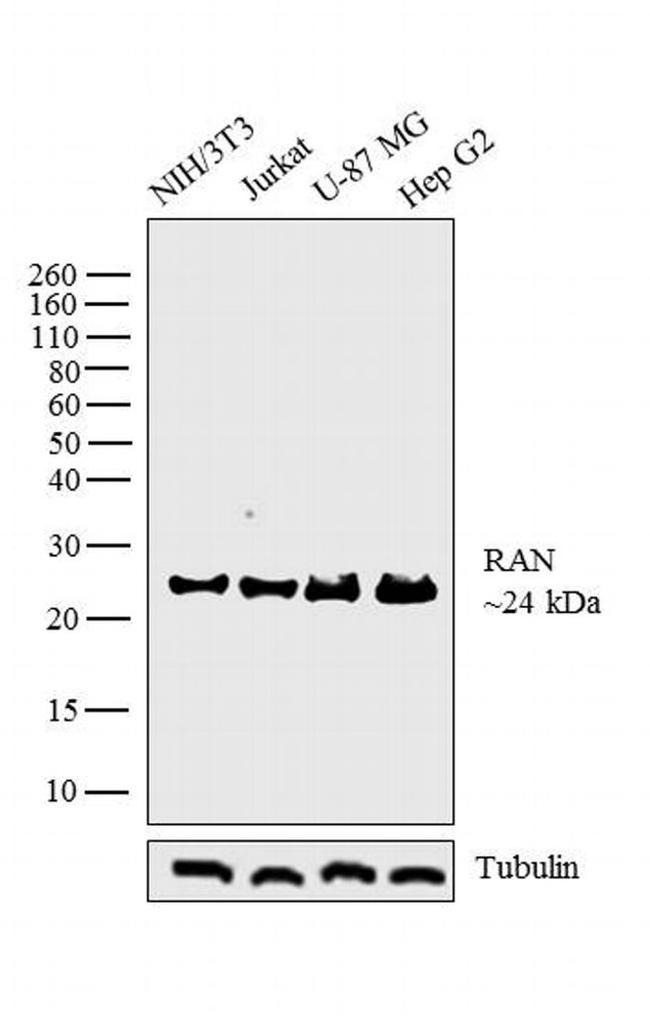 RAN Antibody in Western Blot (WB)